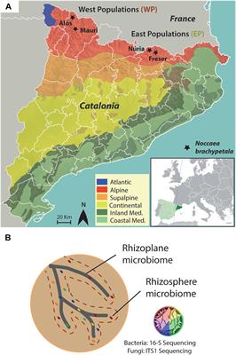 Identifying the Specific Root Microbiome of the Hyperaccumulator Noccaea brachypetala Growing in Non-metalliferous Soils